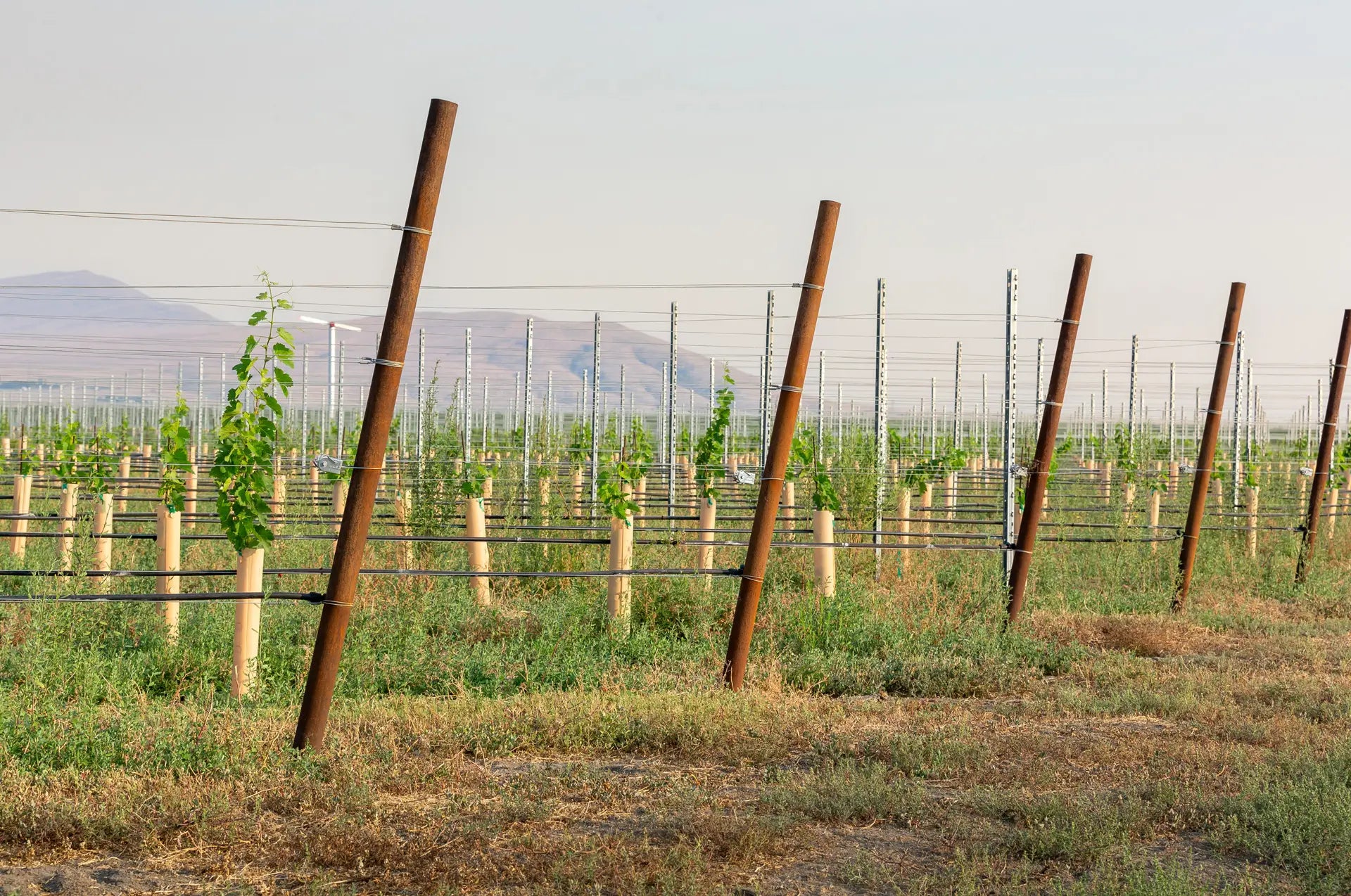 Vineyard Replating in 45 from North Orientation