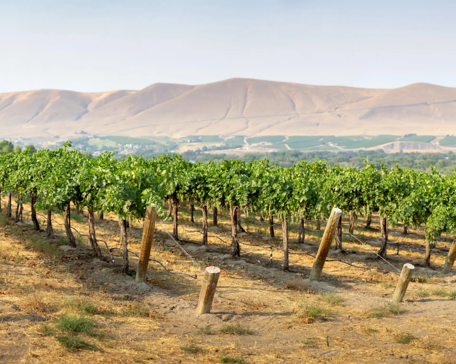 Klipsun
Vineyard