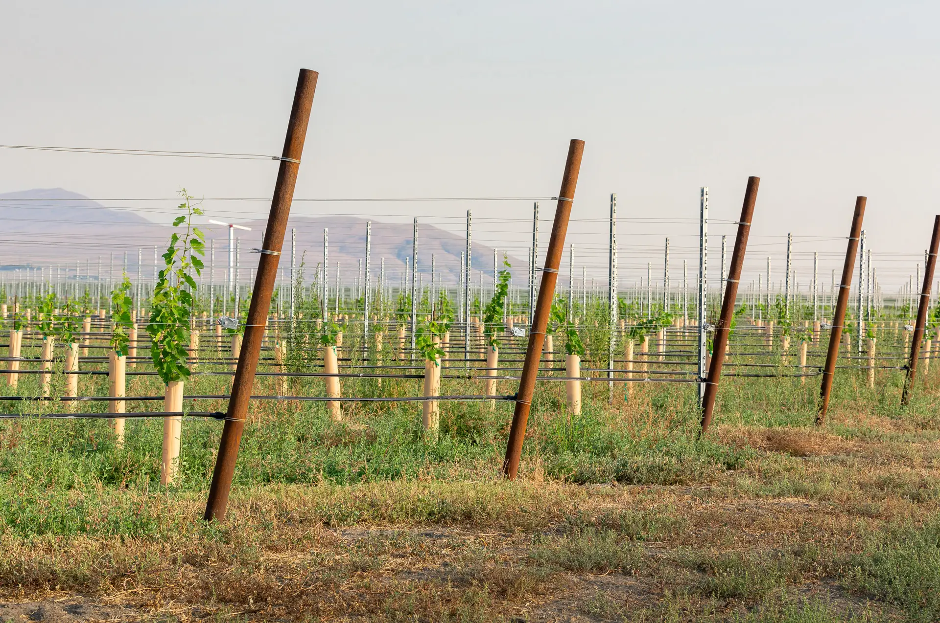 Vineyard Replating in 45 from North Orientation