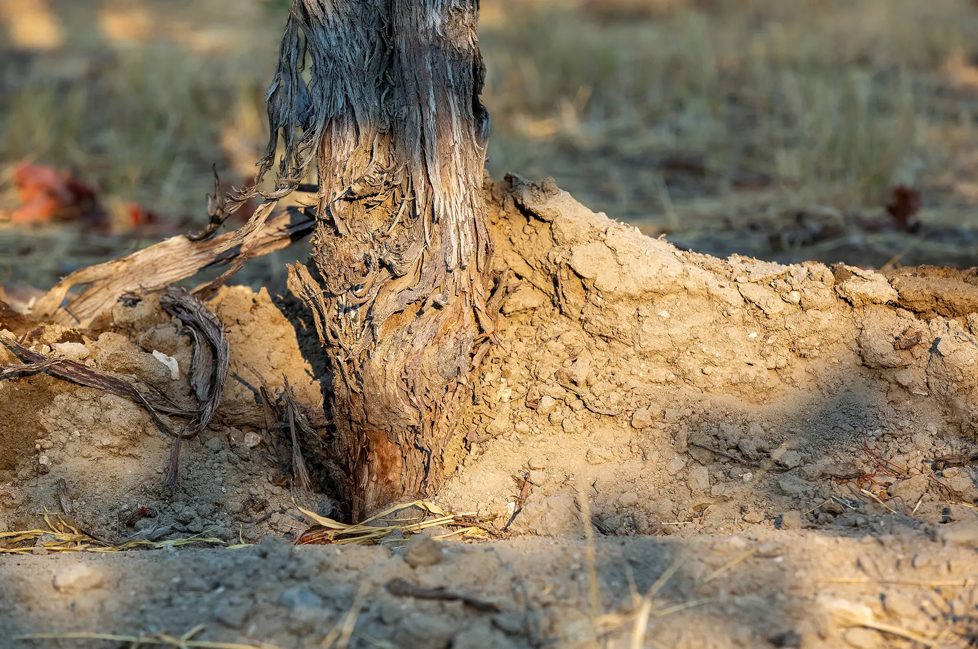 Vineyard Replating on American Rootstock