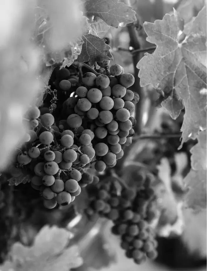 Klipsun Altimus Cabernet Sauvignon