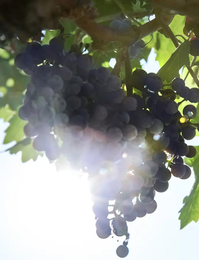Klipsun Cabernet Sauvignon