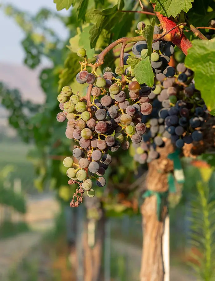 Klipsun Red Blend