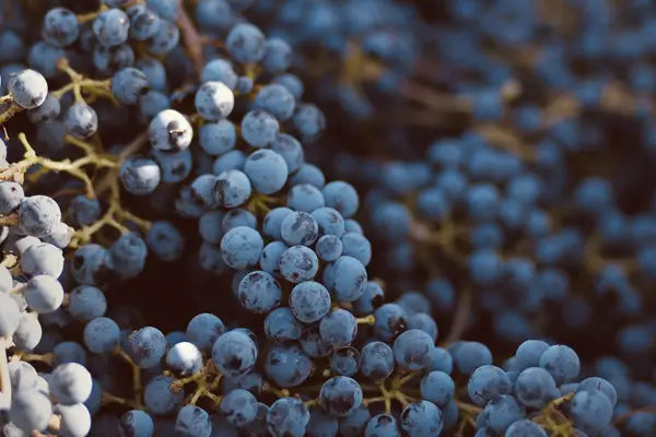 Washington's Best Grapes